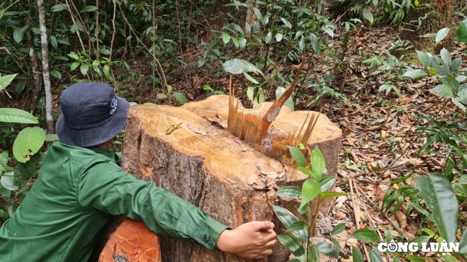 gia lai khoi to vu cao troc 5800m2 rung tu nhien ma bao nha bao va cong luan phan anh hinh 1