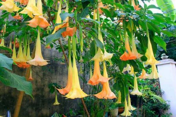 hai nham ngon hoa chuong xao an 10 nguoi bi ngo doc phai vao vien dieu tri hinh 1