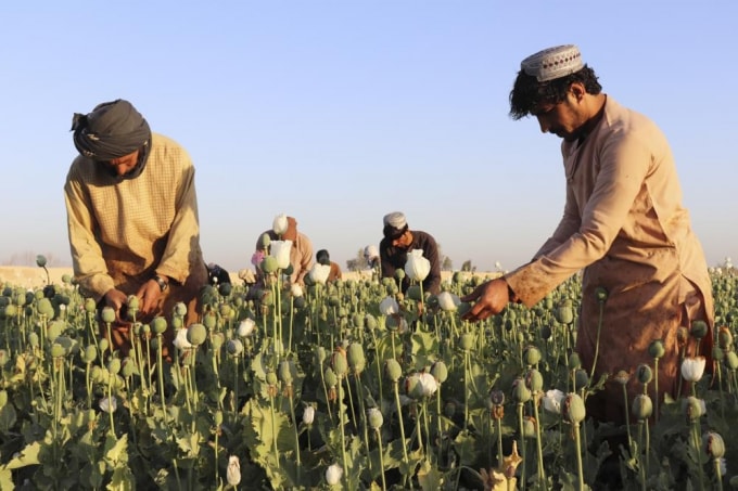 taliban cam trong cay thuoc phien hinh 1