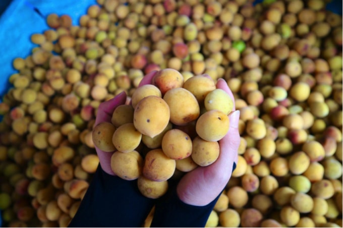 mo vang chua huong dat khach dau mua dan ha noi xep hang cho mua hinh 1