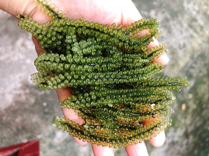 trung ca hoi xanh vao mua gia re tran cho mang hinh 2