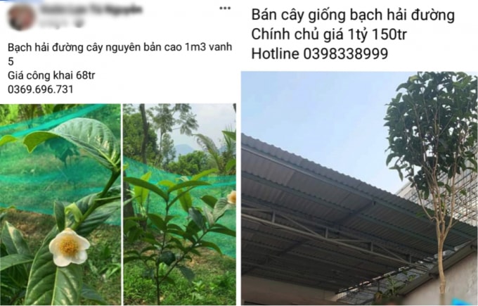 dut con sot cay bach hai duong nhieu nguoi om trai dang hinh 1