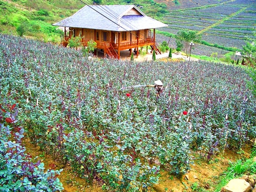 lao cai xu phat hanh chinh mot nguoi dan 100 trieu dong do su dung trai phep dat bi thu hoi hinh 1