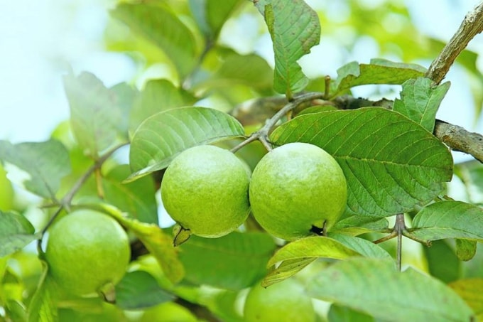 nhung bai thuoc tri benh cuc hay tu cay oi hinh 3