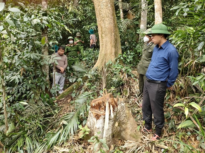xuat hien nan khai thac go rung trai phep o ha tinh hinh 1