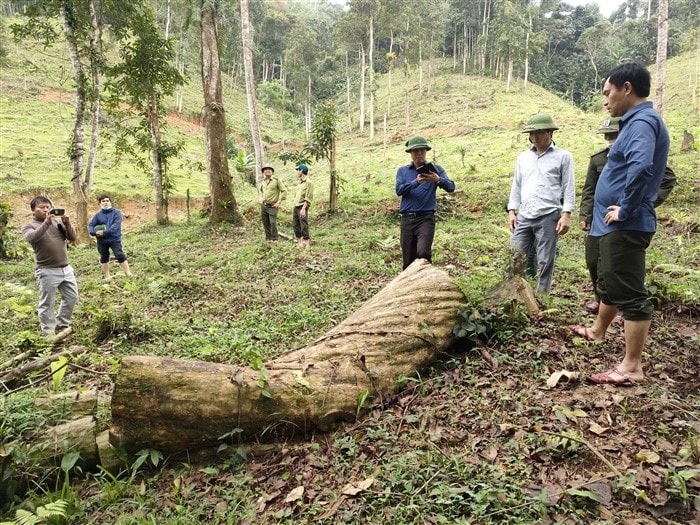 xuat hien nan khai thac go rung trai phep o ha tinh hinh 2