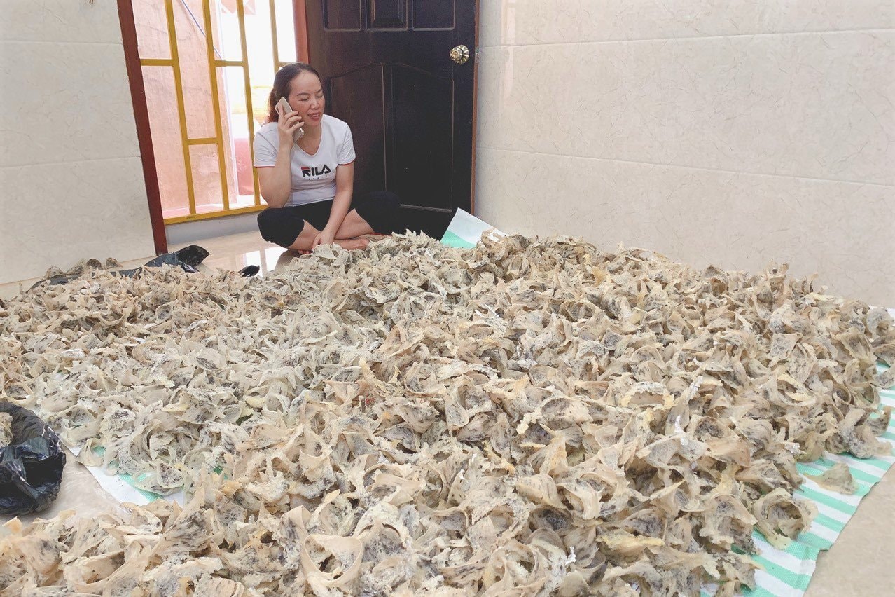 thu phu ho tieu hoi sinh nho nuoi loai chim nha ra vang hinh 2