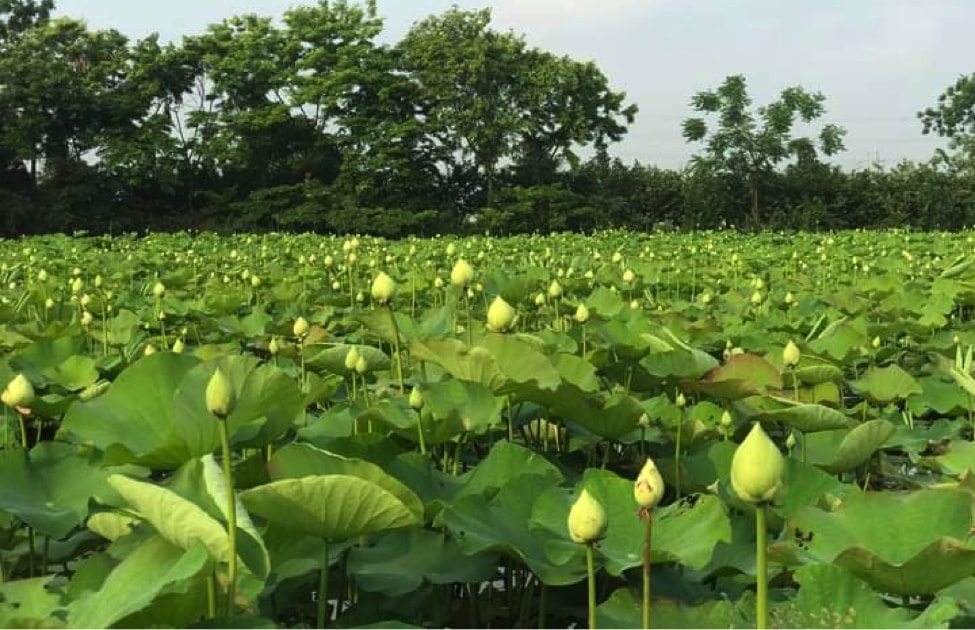 hoa sen dau vu gia cao van hut khach hinh 1