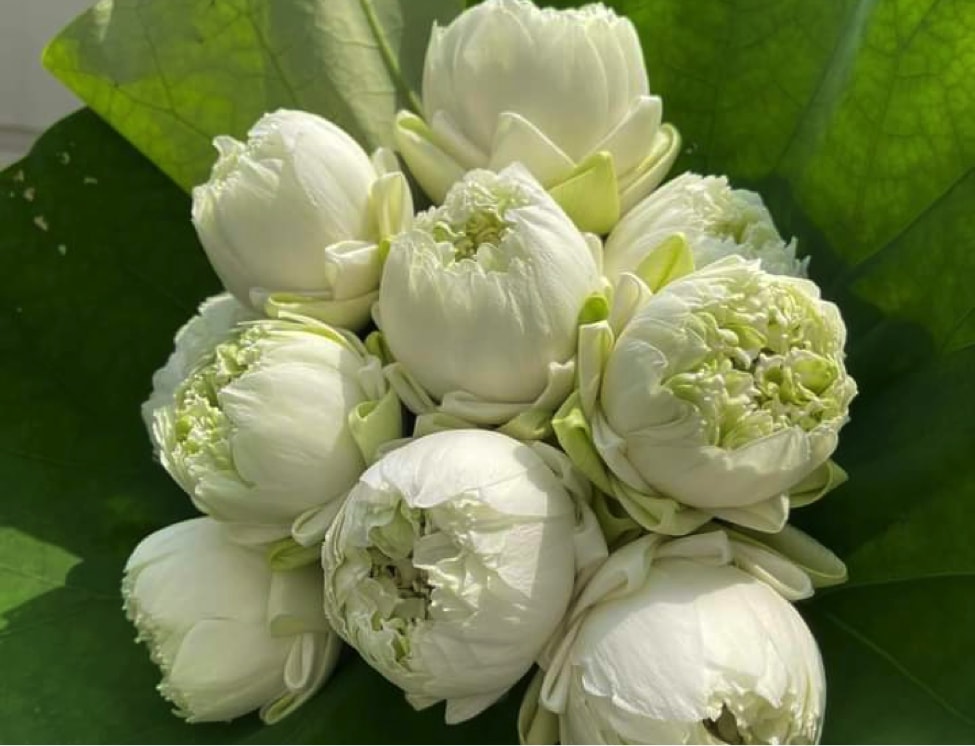 hoa sen dau vu gia cao van hut khach hinh 2