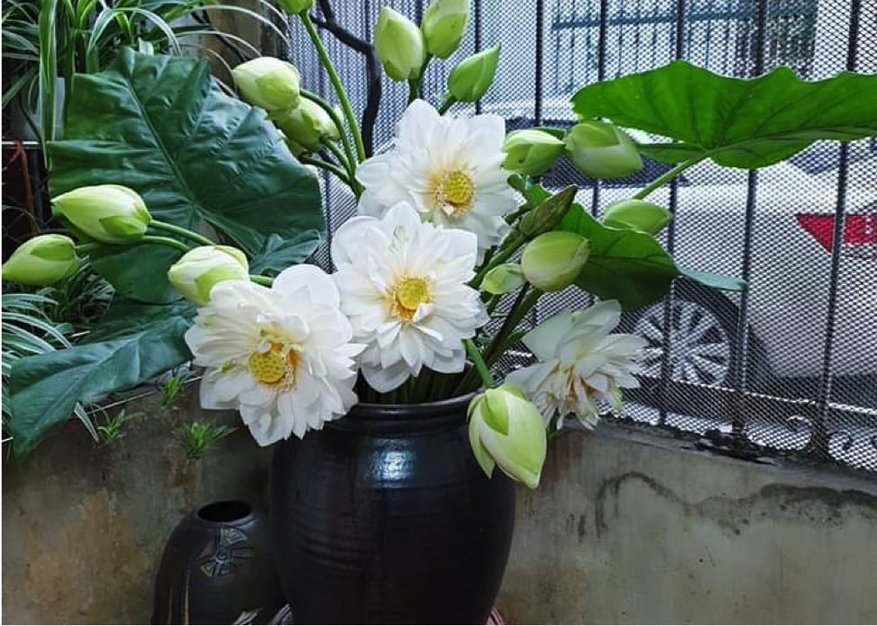hoa sen dau vu gia cao van hut khach hinh 3