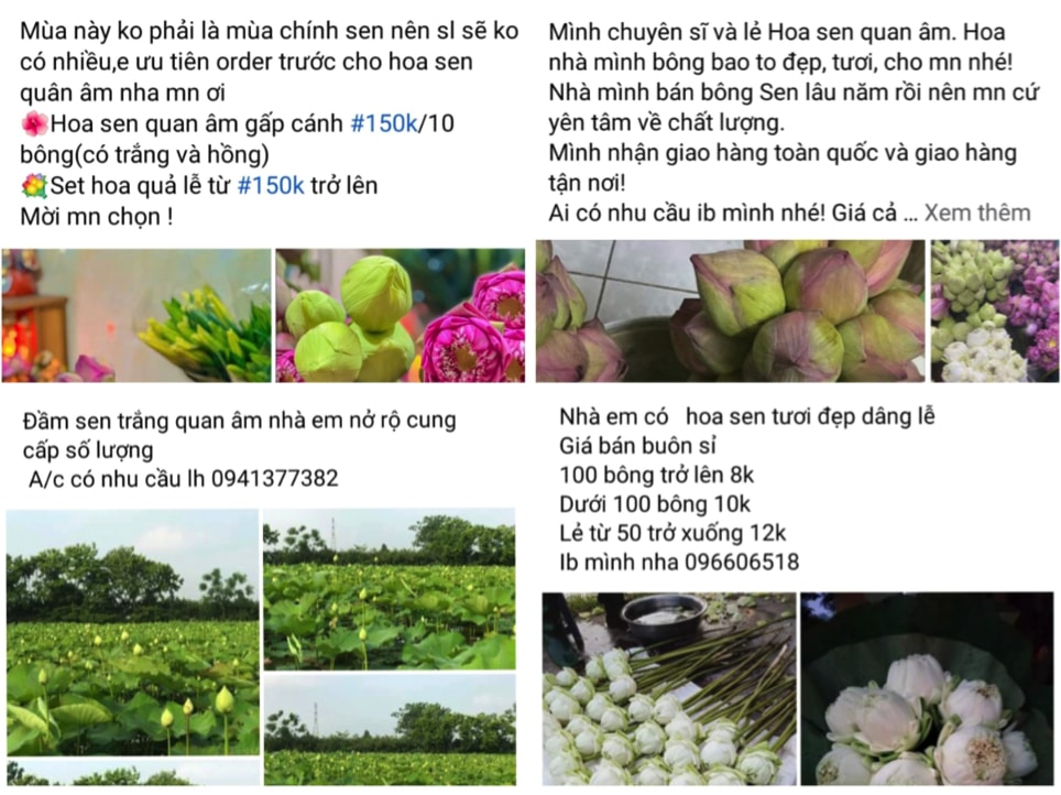 hoa sen dau vu gia cao van hut khach hinh 4