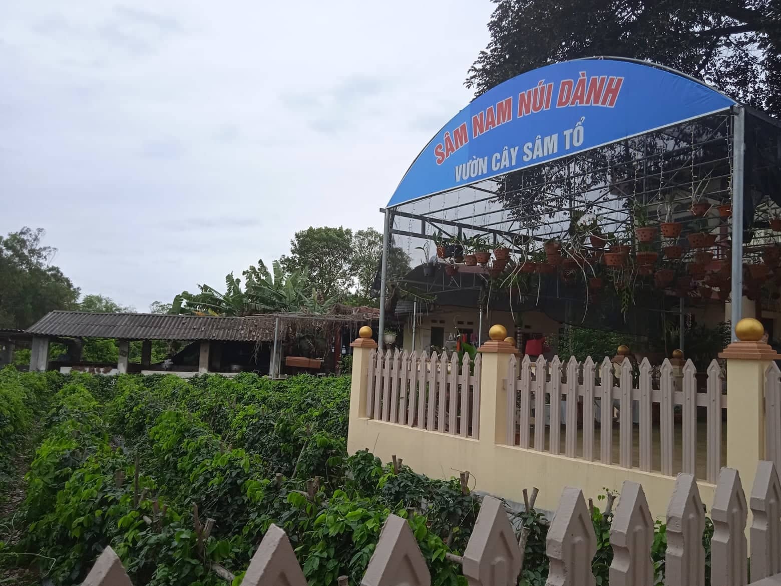 mang tien ve cho sam nui danh hinh 4