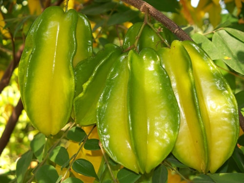 nhung loi ich vang cua trai khe co the ban chua biet hinh 2