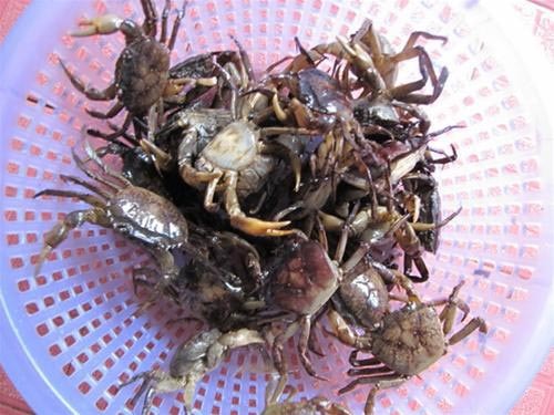 nhung sai lam khi an cua dong nhieu nha mac phai hinh 3