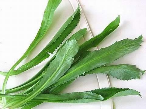 mot so bai thuoc dan gian cuc hieu qua tu rau mui tau hinh 2