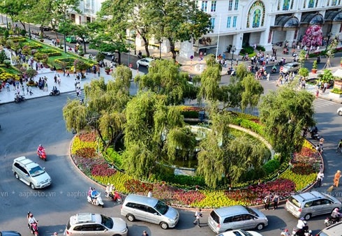 se hoi sinh bung binh cay lieu 100 nam tuoi tren pho di bo nguyen hue hinh 1