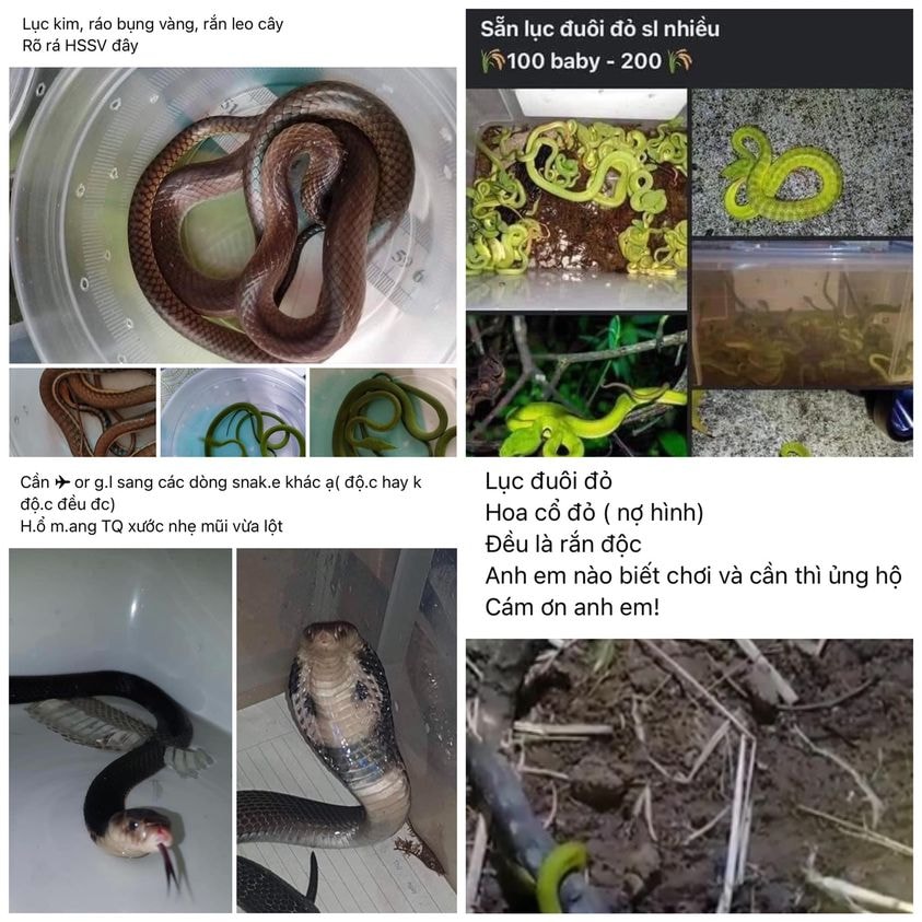 thu vui nuoi tran ran tiem an nhieu rui ro chet nguoi hinh 2
