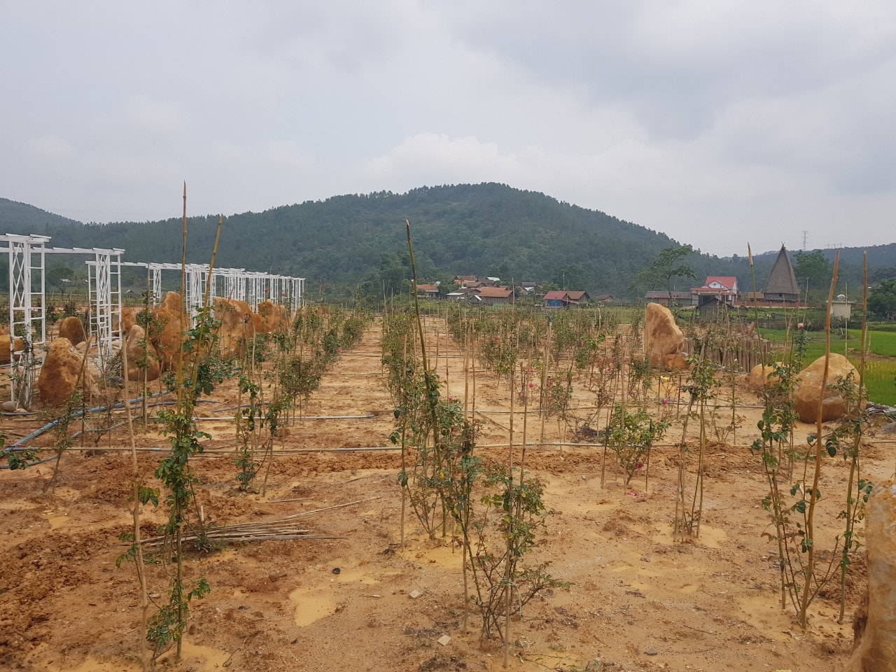 vu san lap dat ruong trai phep de tao khuon vien du lich o mang den xu phat 2 ca nhan hinh 2