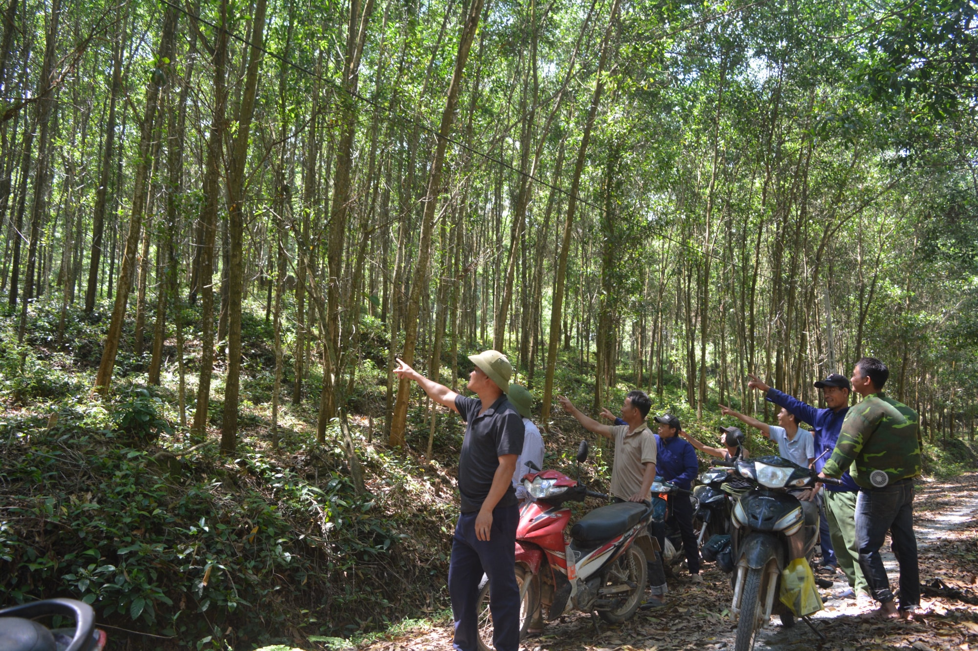 nghe an bo cong va cua trong rung nguyen lieu nhung khong duoc khai thac hang chuc ho dan cau cuu hinh 1