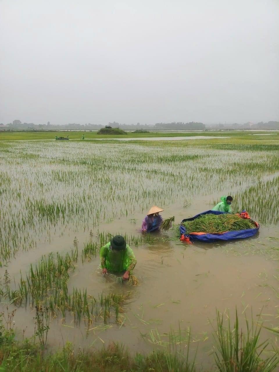 ha noi bao dong lu tren song tich hinh 1