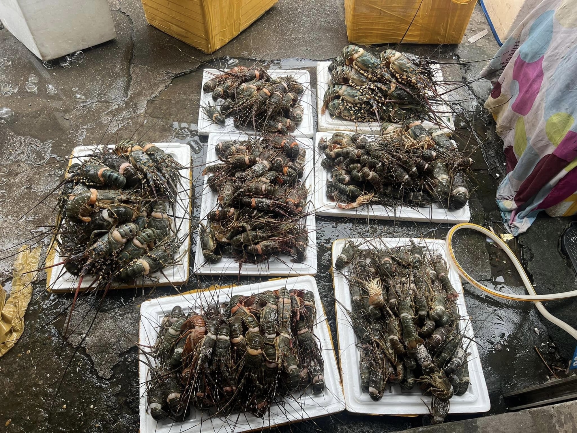 tom hum mini cua ca mau 39000 dong con hut khach ha noi hinh 4