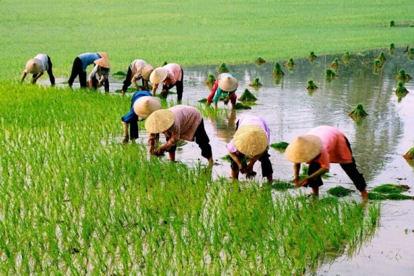 san luong nong lam nghiep va thuy san 5 thang dau nam tang truong nhe hinh 1