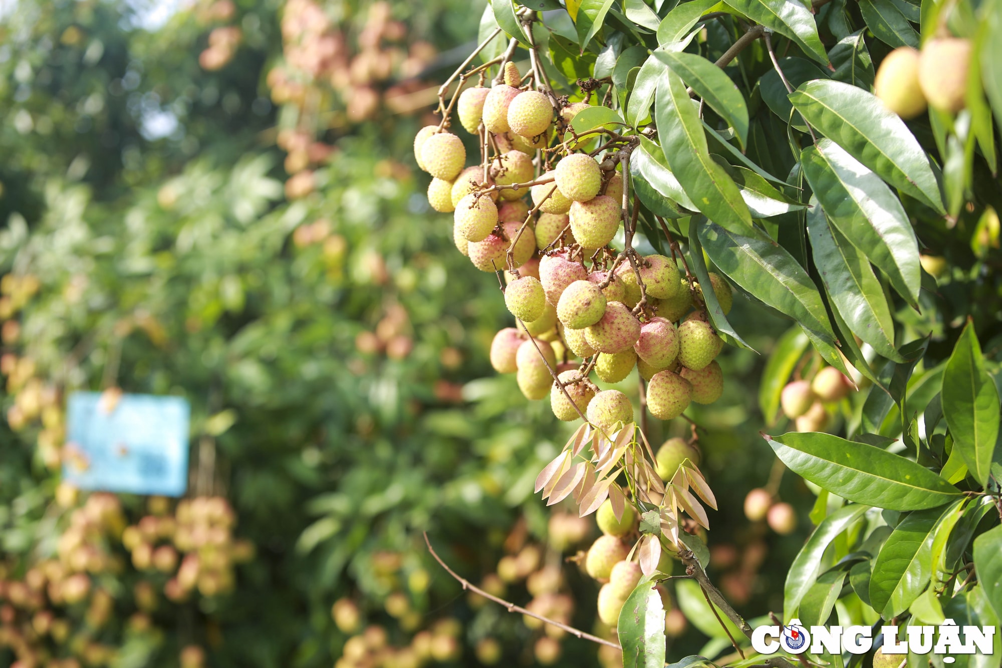 hai duong nguoi dan huyen thanh ha phan khoi thu hoach vai khi duoc gia cao hinh 3