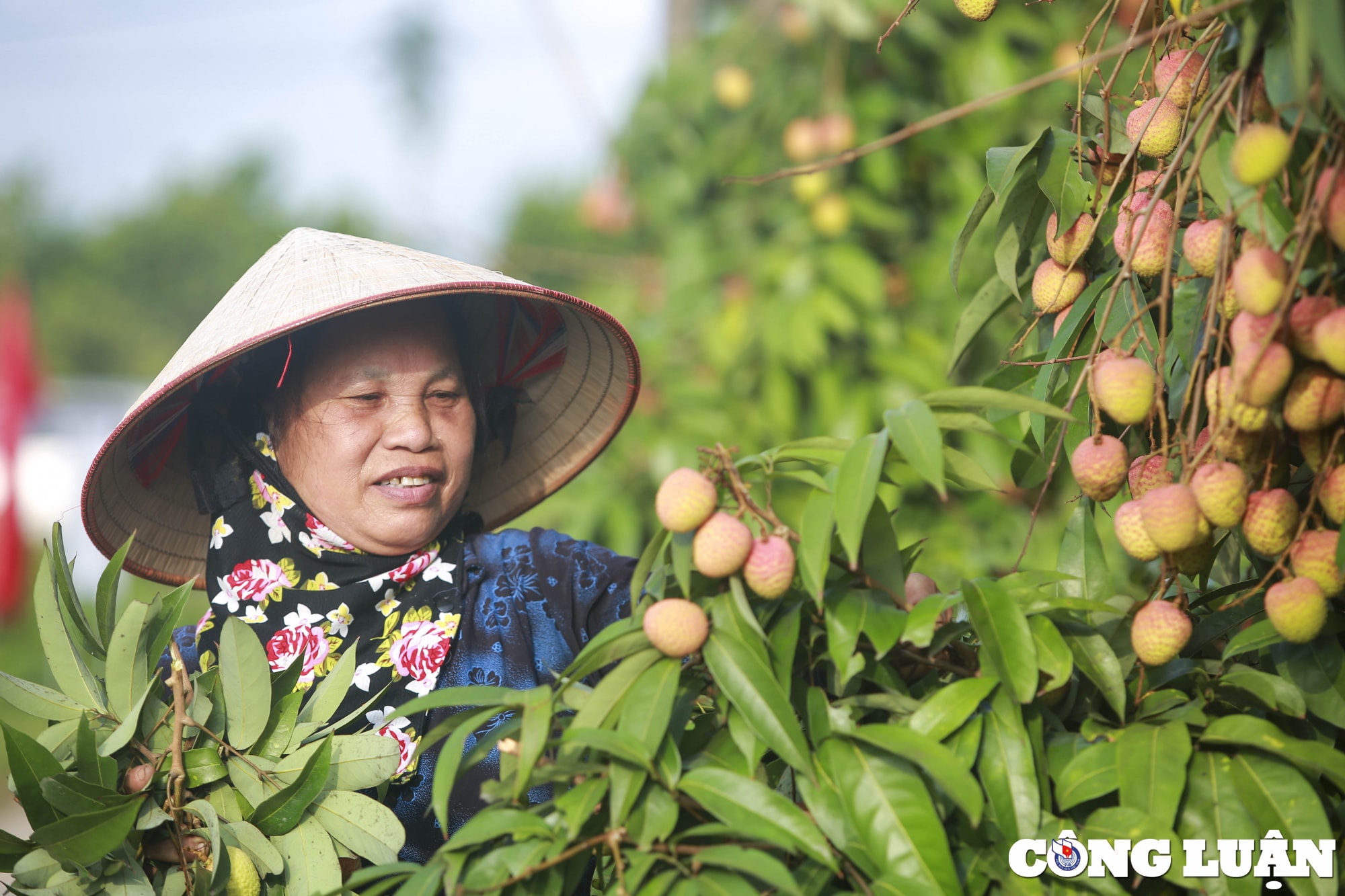 hai duong nguoi dan huyen thanh ha phan khoi thu hoach vai khi duoc gia cao hinh 6