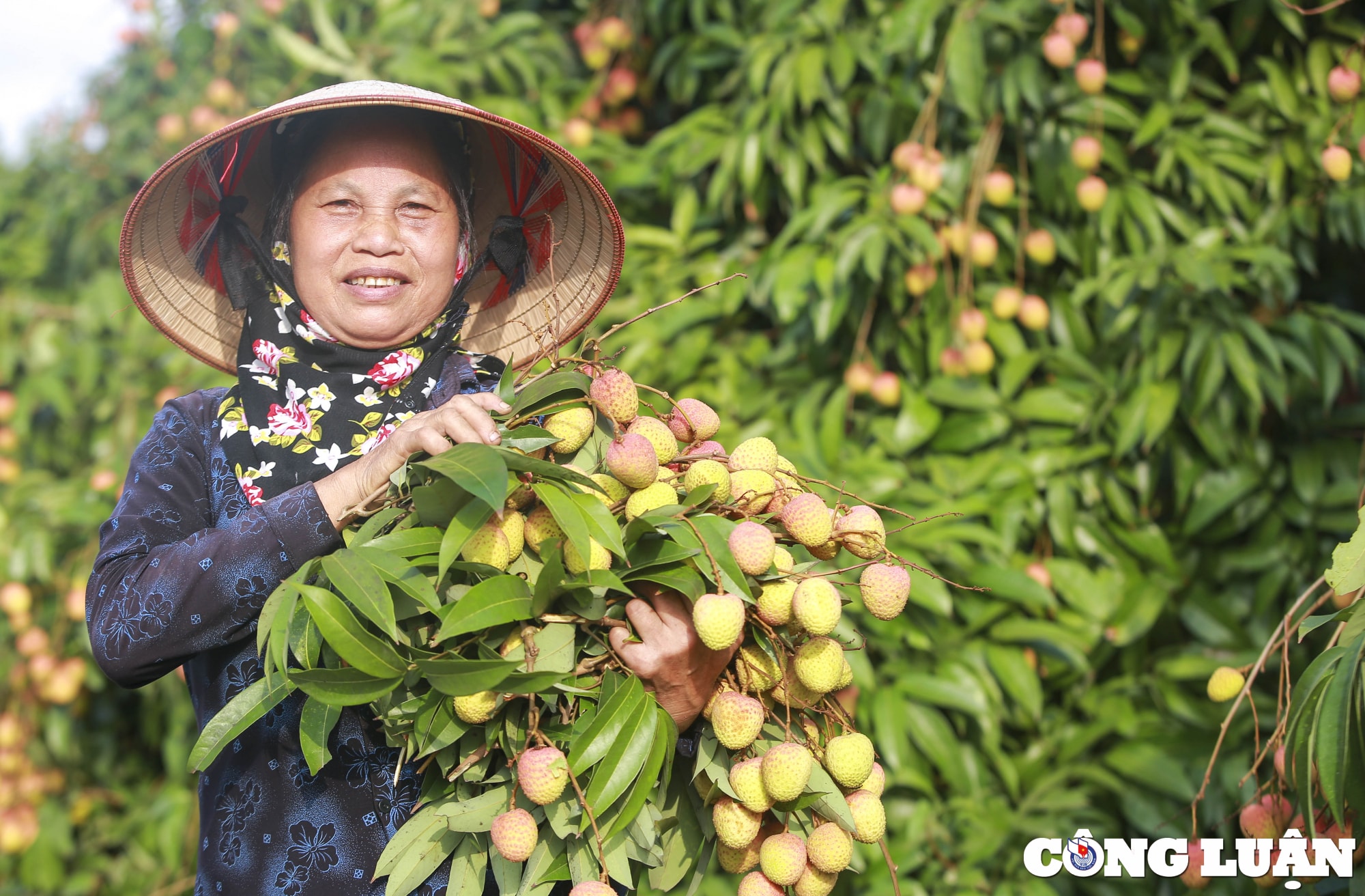 hai duong nguoi dan huyen thanh ha phan khoi thu hoach vai khi duoc gia cao hinh 7