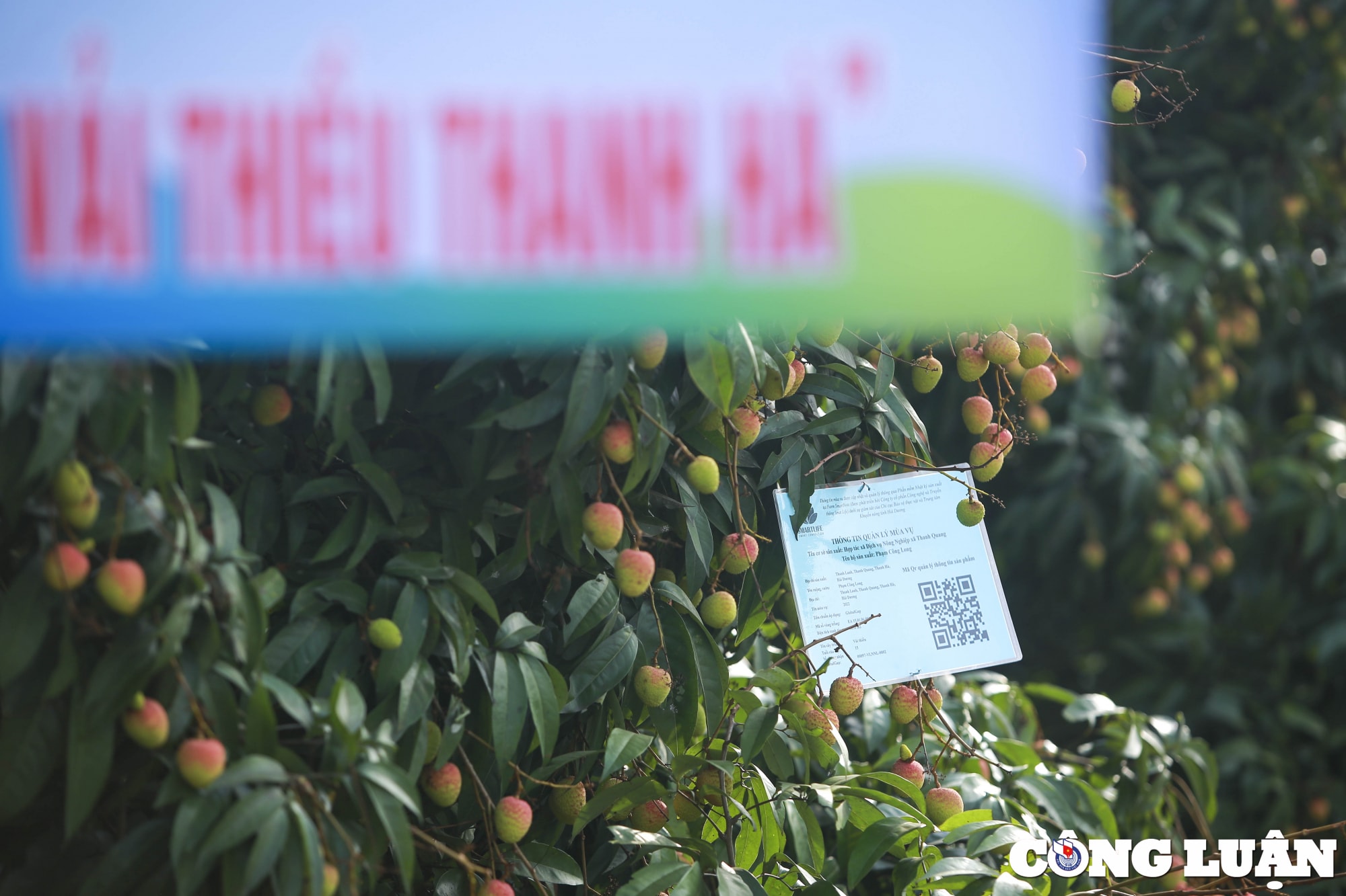 hai duong nguoi dan huyen thanh ha phan khoi thu hoach vai khi duoc gia cao hinh 8