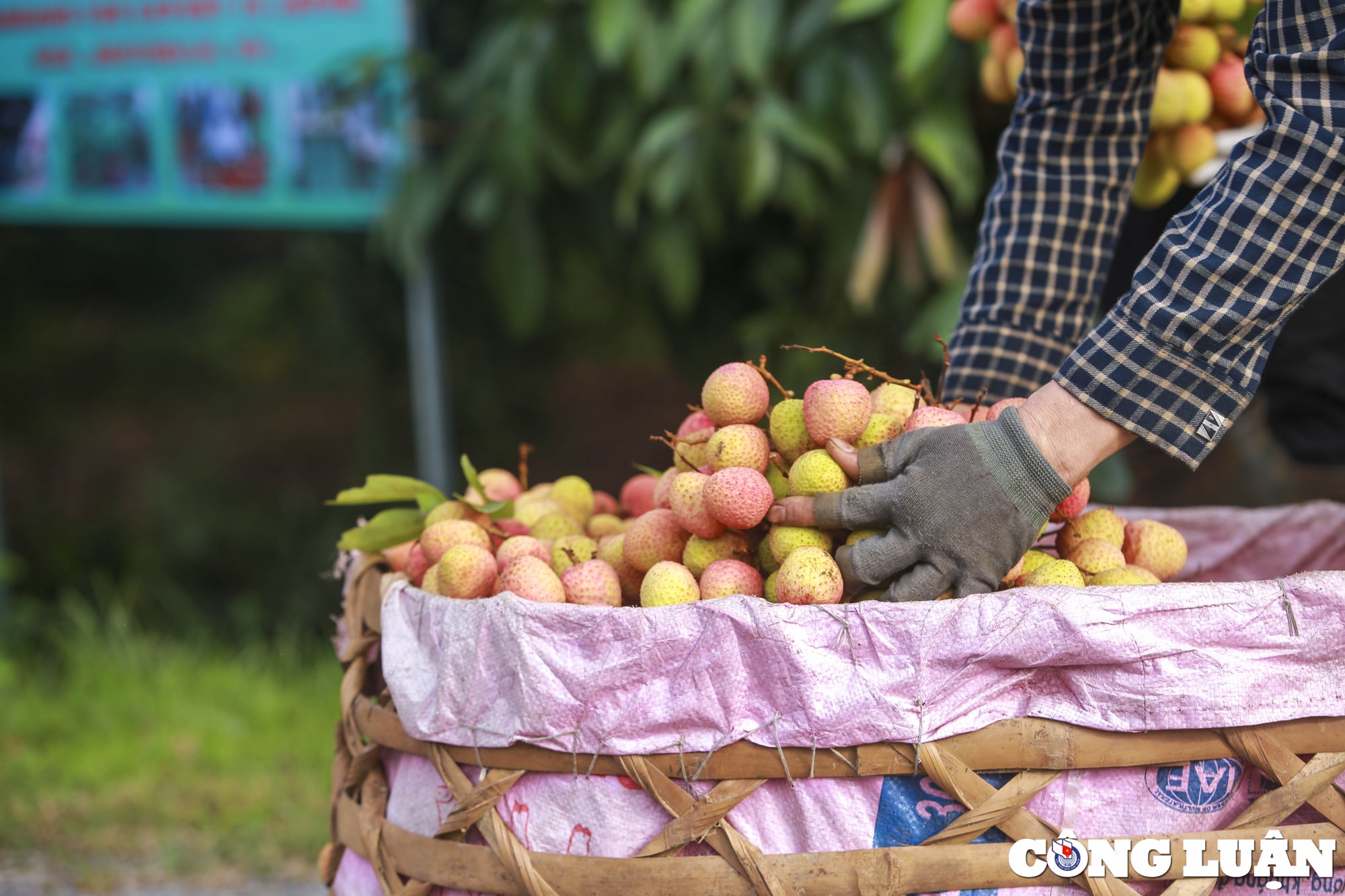 hai duong nguoi dan huyen thanh ha phan khoi thu hoach vai khi duoc gia cao hinh 5