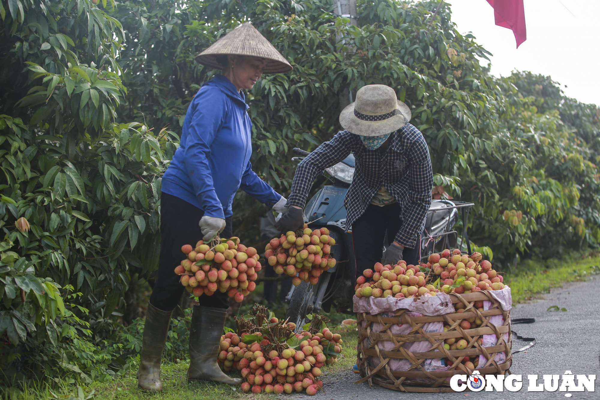hai duong nguoi dan huyen thanh ha phan khoi thu hoach vai khi duoc gia cao hinh 4