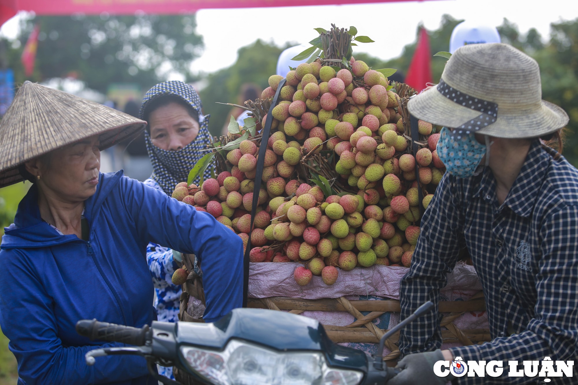 hai duong nguoi dan huyen thanh ha phan khoi thu hoach vai khi duoc gia cao hinh 10