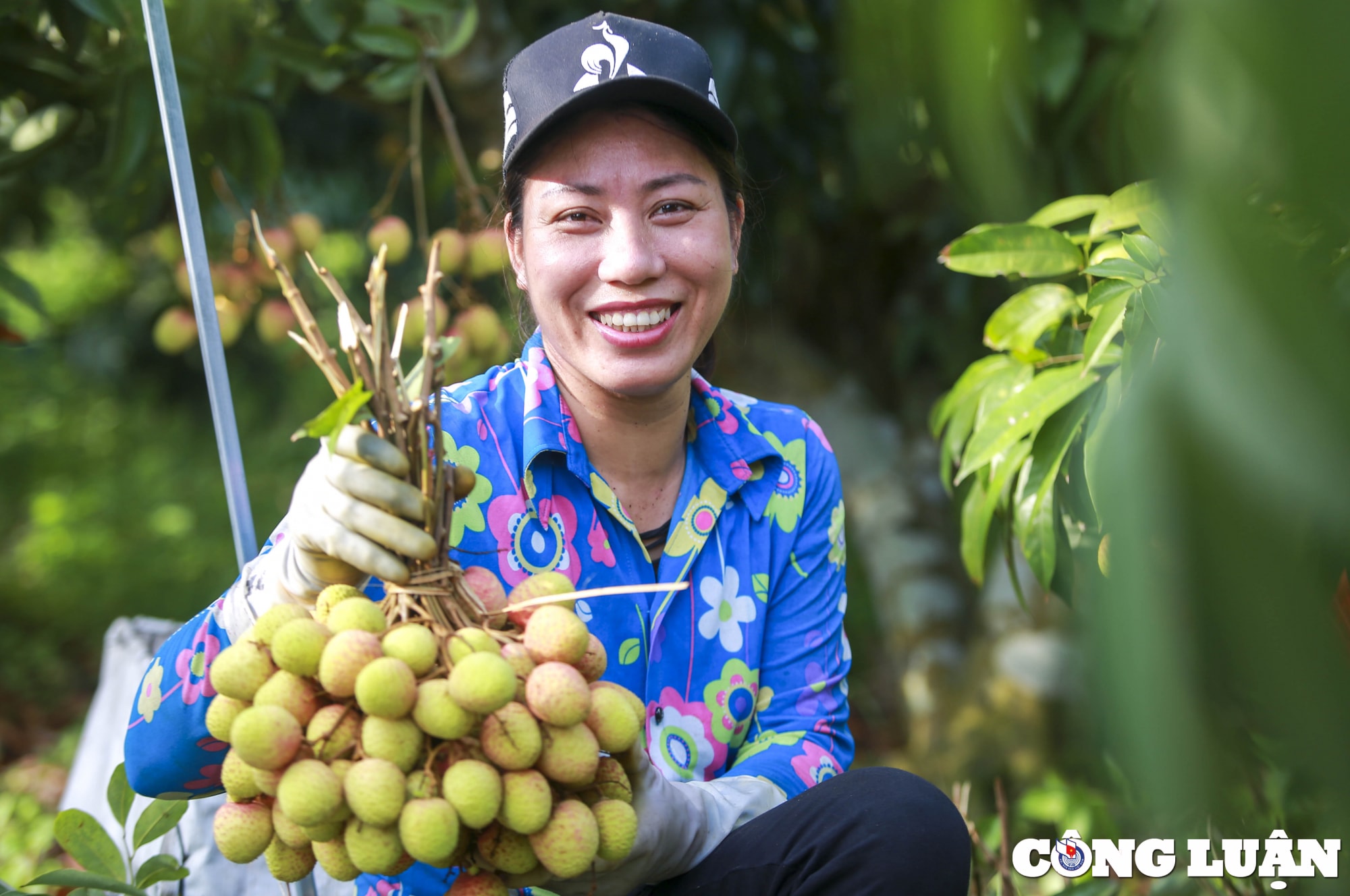 hai duong nguoi dan huyen thanh ha phan khoi thu hoach vai khi duoc gia cao hinh 11