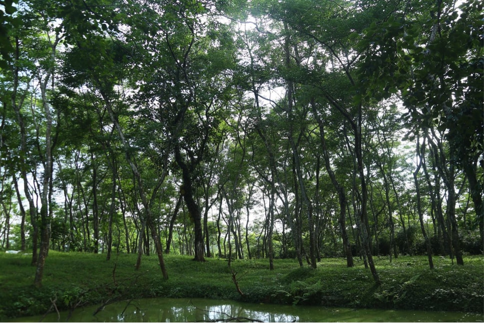 thu phu trong hang nghin cay sua do giup nguoi dan lam giau hinh 1
