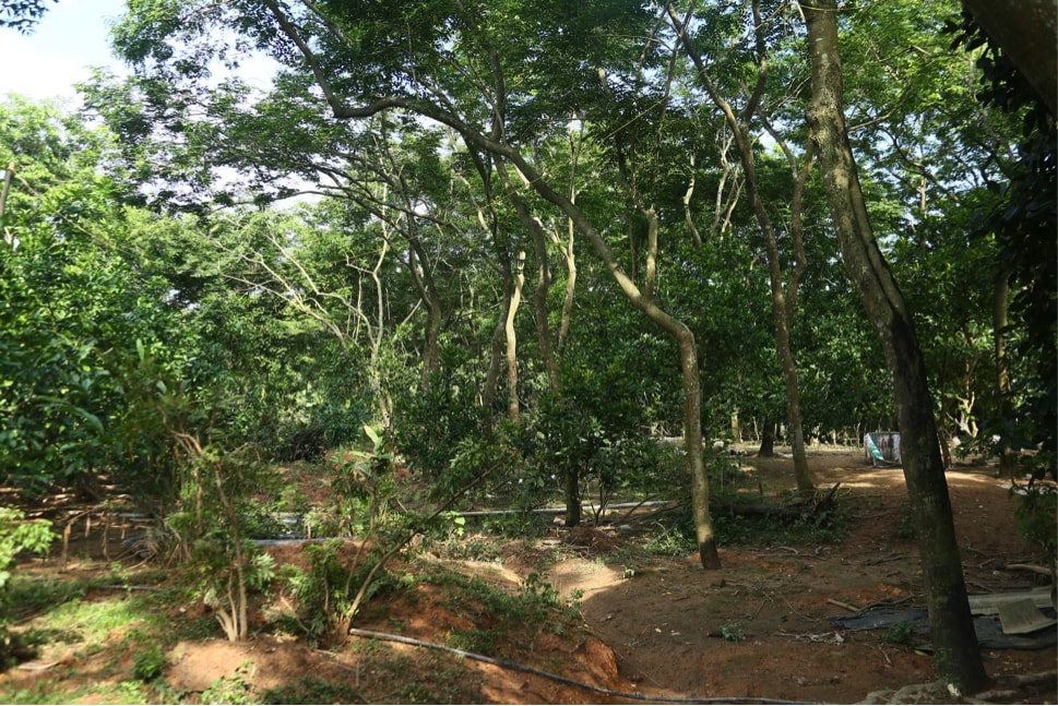 thu phu trong hang nghin cay sua do giup nguoi dan lam giau hinh 4