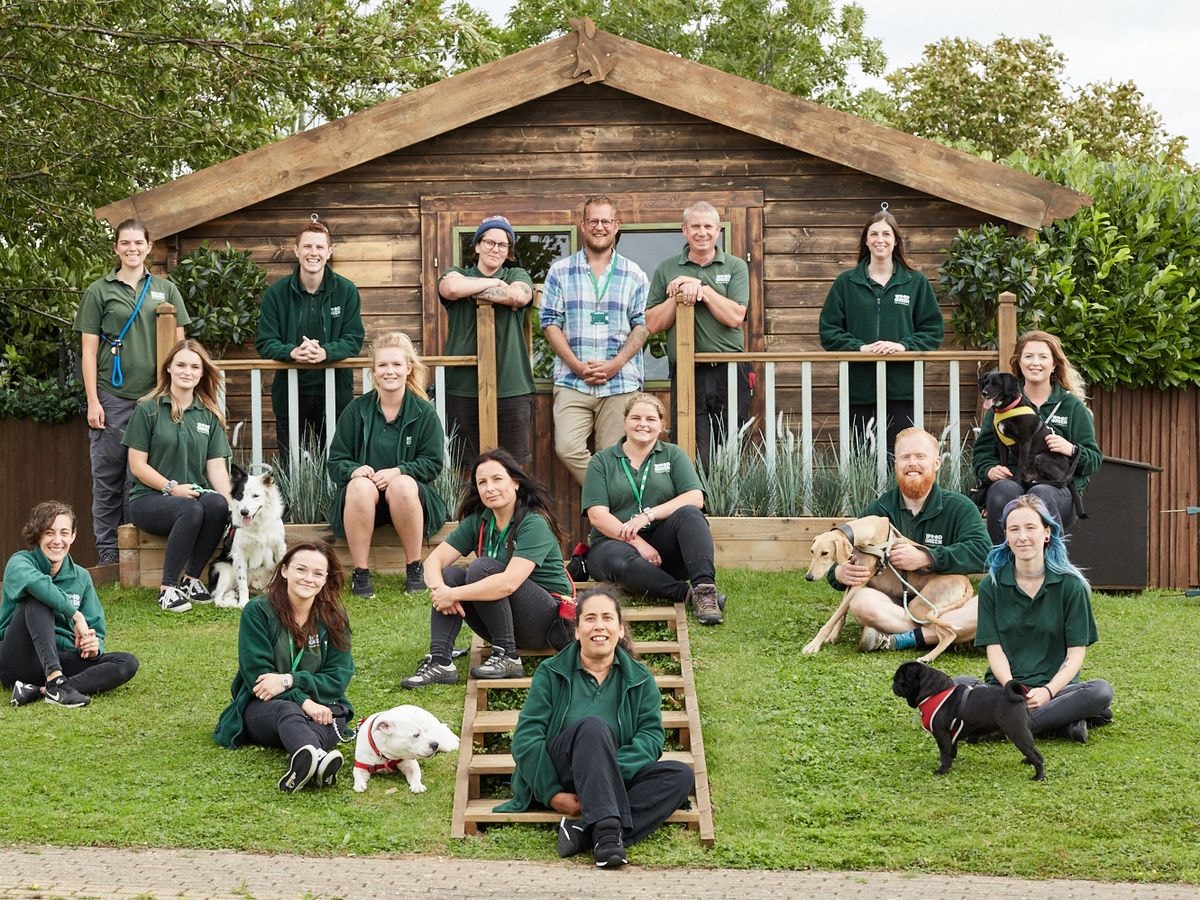 the dog house uk  hanh trinh tim chu ly ky cua chu cun bi bo roi hinh 3