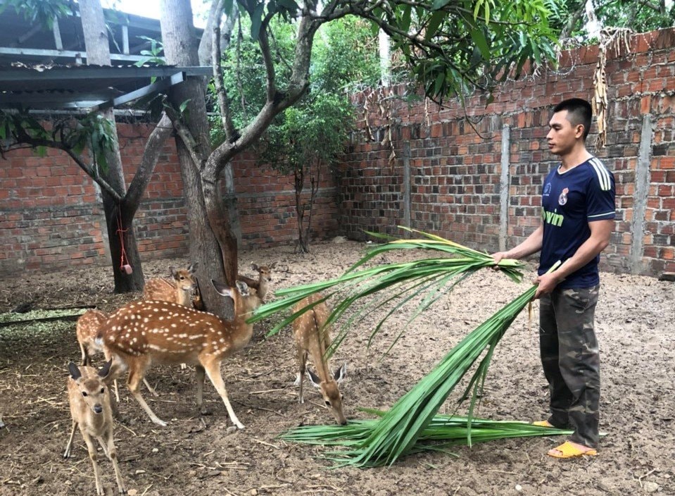 chang trai 9x o gia lai thu nhap kha nho mo hinh nuoi huou hinh 2