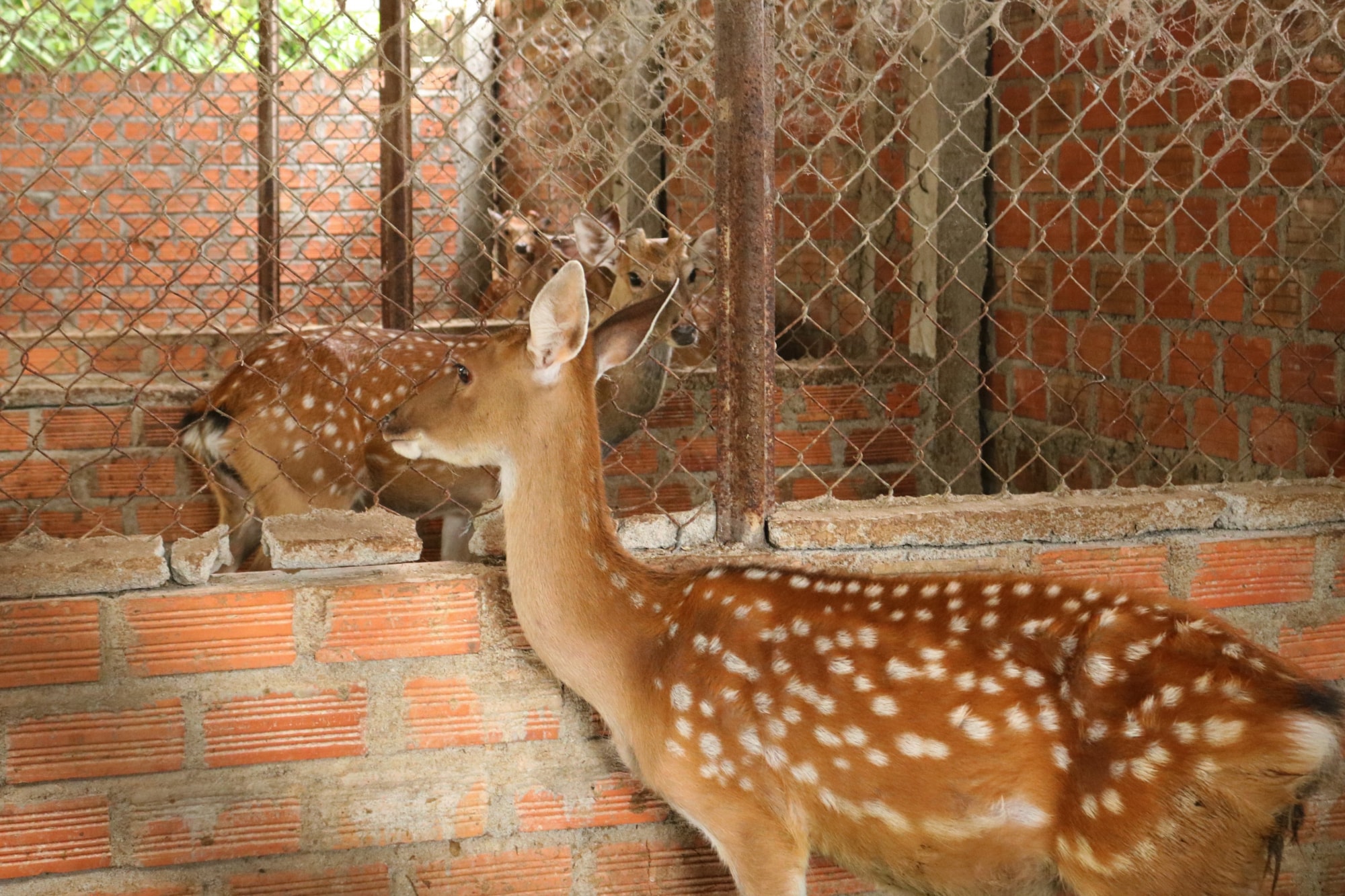 chang trai 9x o gia lai thu nhap kha nho mo hinh nuoi huou hinh 4