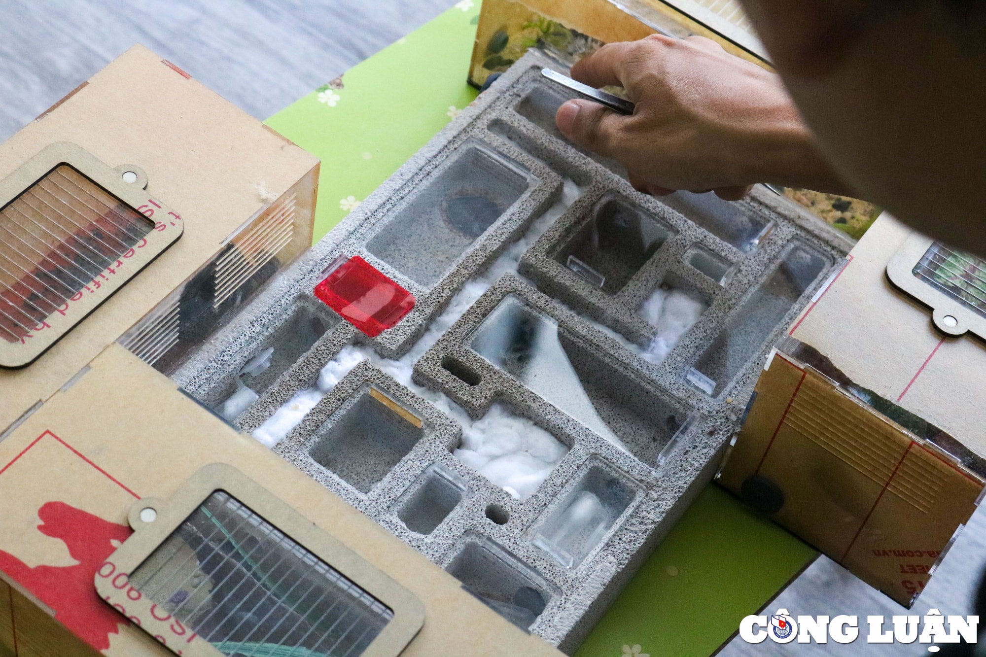 thu choi kien vo cung la mat cua chang trai 9x hinh 1