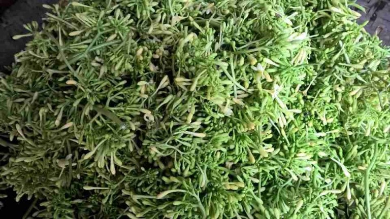 mot so bai thuoc hay tu cay du du hinh 1