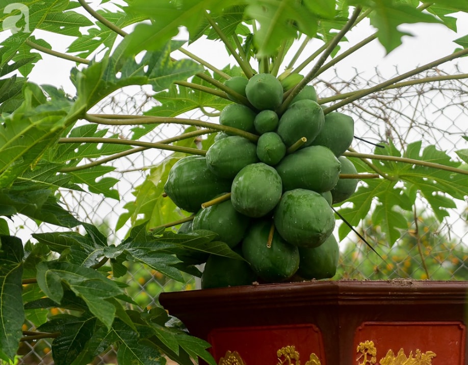 mot so bai thuoc hay tu cay du du hinh 2