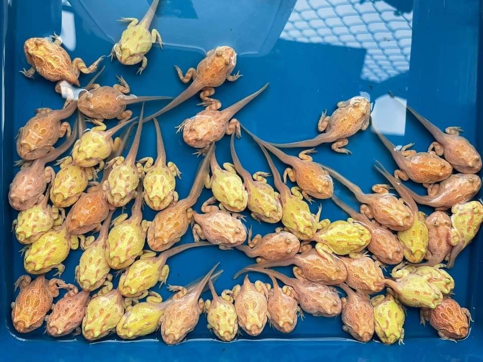Những con ếch cảnh Pacman tuy có kích thước bé nhưng giá rất cao.