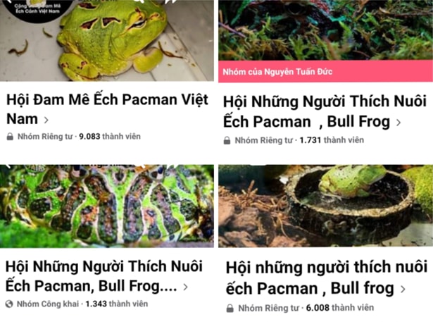 Nhiều hội nhóm ếch cảnh Pacman trên mạng xã hội thu hút hàng nghìn người tham gia.