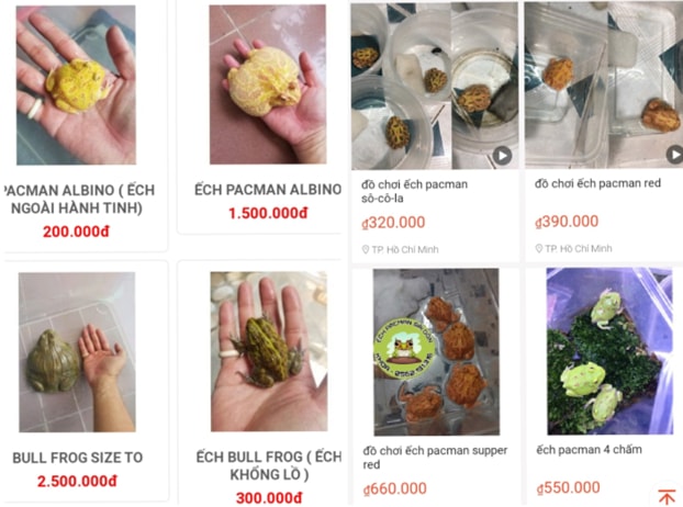 Ếch cảnh Pacman được bày bán trên các trang thương mại điện tử với giá gần 1 triệu đồng/con.