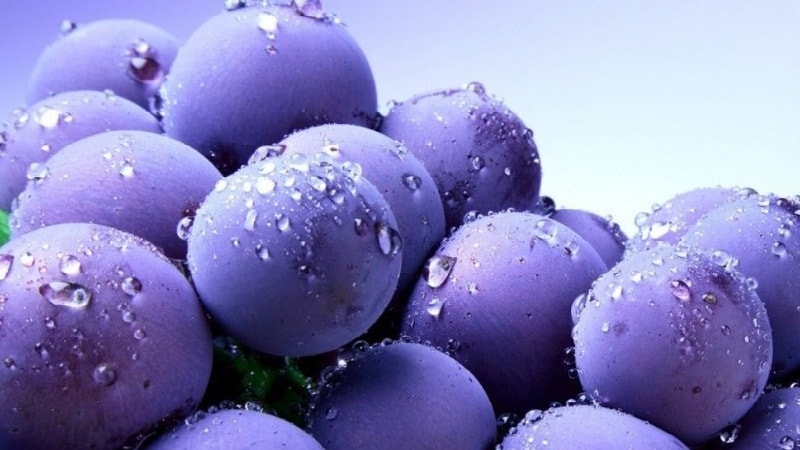 Việt quất: Là một loại quả giàu Vitamin, có hương vị thơm ngon, nhưng việt quất lại là “thủ phạm” gây ố răng nếu bạn ăn quá nhiều mà không vệ sinh răng miệng sau khi ăn.