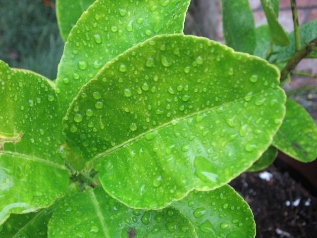 nhung cong dung chua benh tuyet voi cua la chanh hinh 1