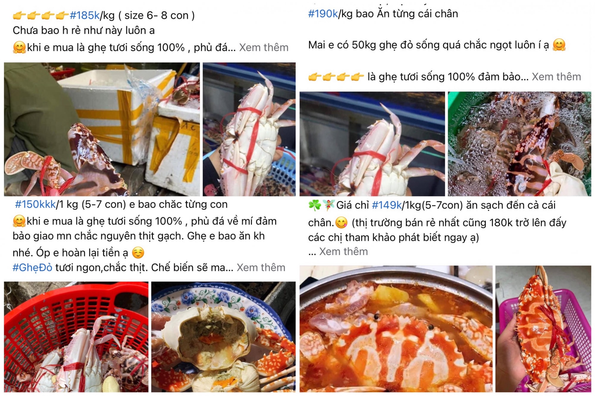 ghe do quang ninh ngap cho voi gia chi tu 150000 dong kg hinh 1