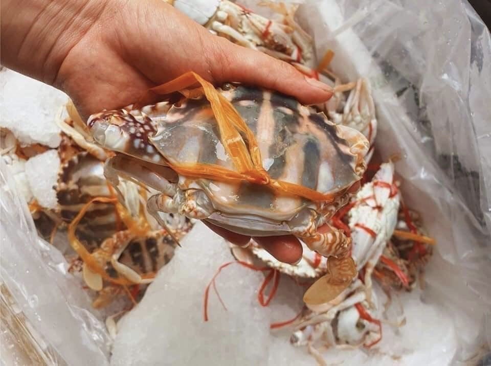 ghe do quang ninh ngap cho voi gia chi tu 150000 dong kg hinh 2