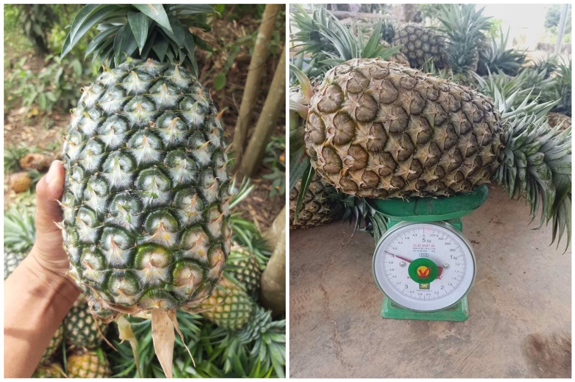 loai dua khong lo khong phai got mat nguoi dan un un mua ve lam nuoc uong giai nhiet hinh 2
